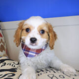 Pages Cavapoo 01