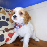 Pages Cavapoo 04