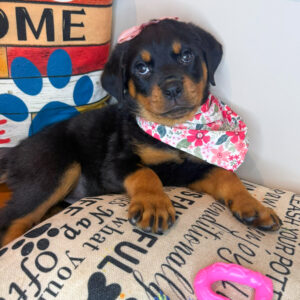 Pippa Rottweiler 01