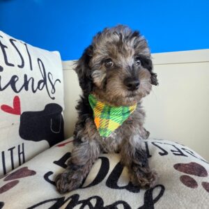 Porkchop Poodle 01