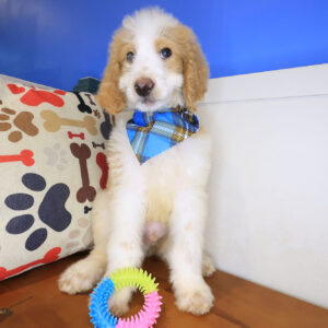 Quasar Goldendoodle 01
