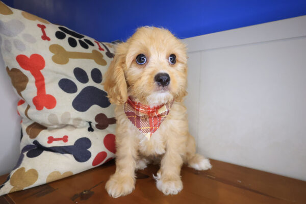 Quest Bichon 01