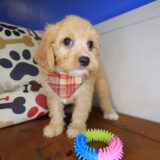 Quest Bichon 03