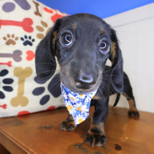 Reese Dachshund 01