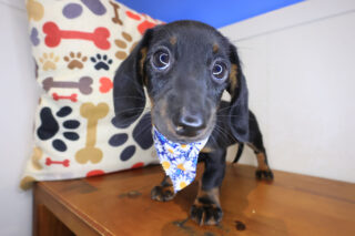 Reese Dachshund 01