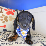 Reese Dachshund 02