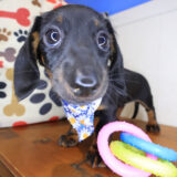 Reese Dachshund 04