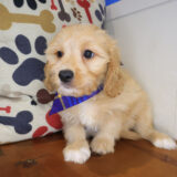 Rico Bichon 02
