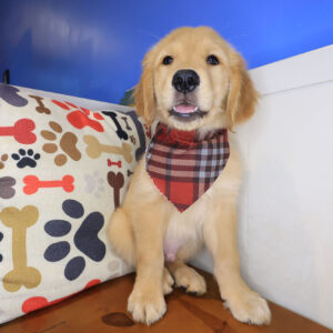 Rocco Golden Retriever 01