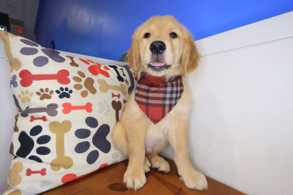 Rocco Golden Retriever 01
