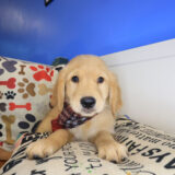 Rocco Golden Retriever 03