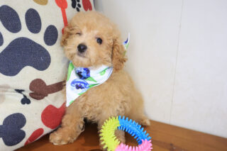 Rosa Poodle 01