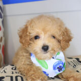 Rosa Poodle 02