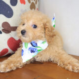 Rosa Poodle 03