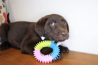 Rufus Labrador Retriever 01