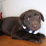 Rufus Labrador Retriever 03
