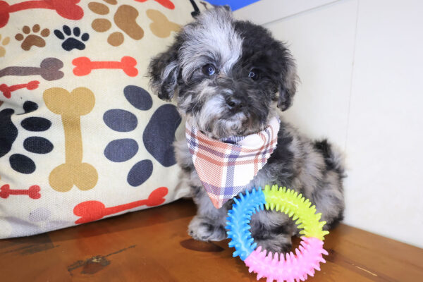 Sammy Bichapoo 01