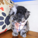 Sammy Bichapoo 03