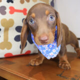 Seuss Dachshund 01