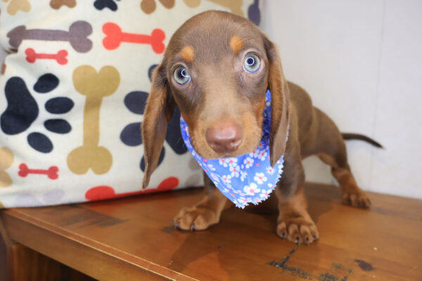 Seuss Dachshund 01