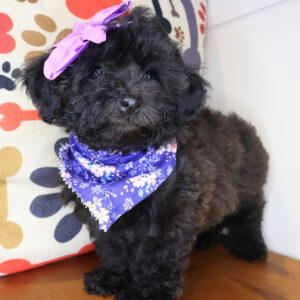 Seven Mile Bichapoo 01