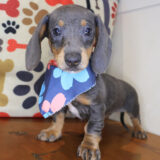 Shelby Dachshund 01