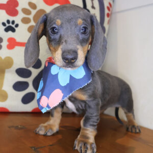 Shelby Dachshund 01