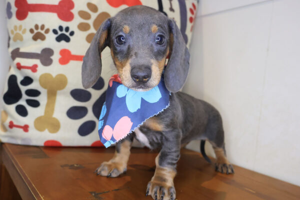 Shelby Dachshund 01