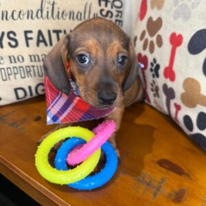 Shiro Dachschund 01