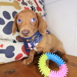 Sienna Dachshund 01