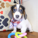 Sirius Dachshund 01