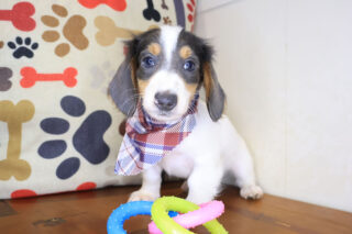 Sirius Dachshund 01