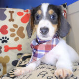 Sirius Dachshund 02