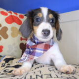 Sirius Dachshund 03