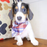 Sirius Dachshund 04