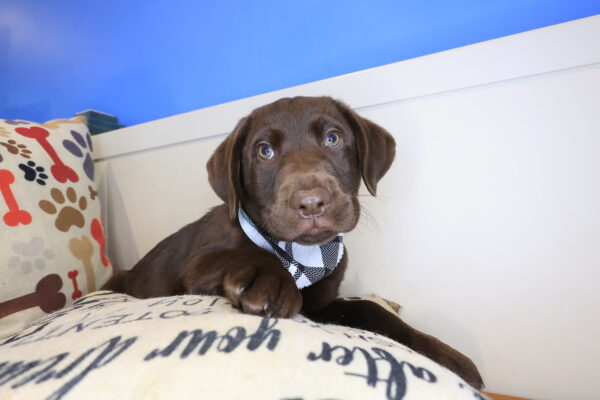 Snowbal Labrador Retriever 01