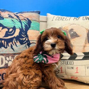 Spice Cavapoo 01