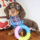 Spike Dachshund 01 Spike Dachshund 01