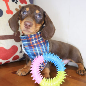 Spike Dachshund 01