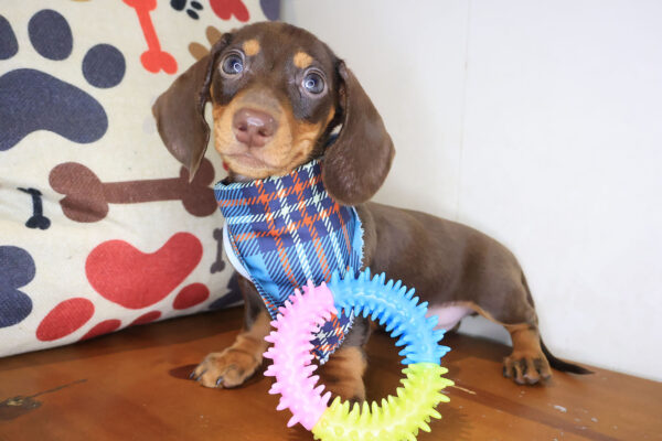 Spike Dachshund 01 Spike Dachshund 01