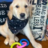 Sprocket Golden Retriever 01