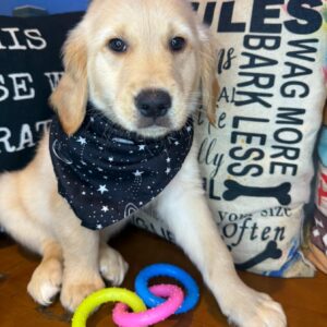 Sprocket Golden Retriever 01