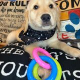 Sprocket Golden Retriever 02