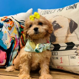 Stumpy Cavapoo 01