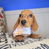 Tara Dachshund 02