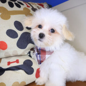 Thaddeus Maltipoo 01