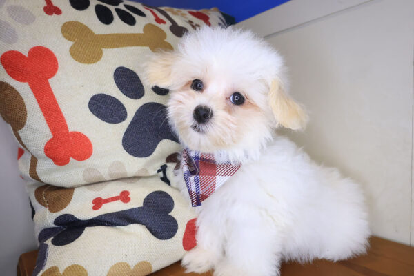 Thaddeus Maltipoo 01