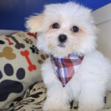 Thaddeus Maltipoo 02