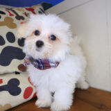 Thaddeus Maltipoo 03