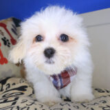 Thaddeus Maltipoo 04